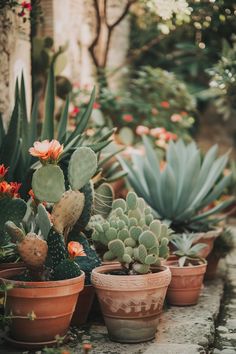 many different kinds of cactus in pots on the ground