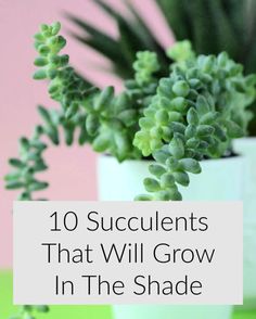 succulents that will grow in the shade with text overlay reading 10 succulents that will grow in the shade