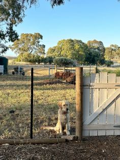 a dog sitting in front of a gate on the side of a farm field with grass and trees