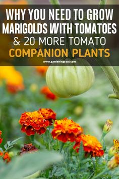 some orange and yellow flowers with the words why you need to grow margolds with tomatoes & more tomato companion plants