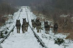 a group of wolfs walking down the tracks in the snow