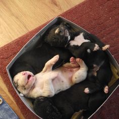 two puppies are laying in a box on the floor