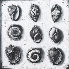 nine seashells are shown in black and white on a piece of parchment paper