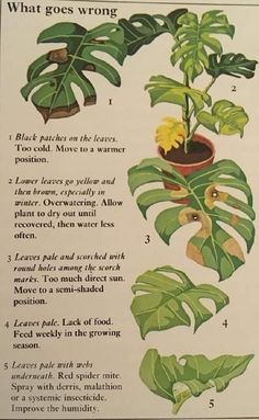 a poster with instructions on how to care for a houseplant plant in the garden