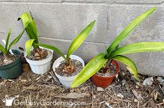 three potted plants sitting on the ground next to a wall