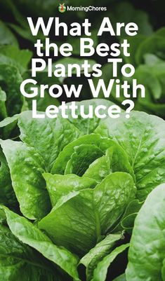 lettuce with the words what are the best plants to grow with lettuce?