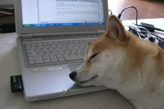 a dog laying on the floor next to a laptop computer with its head resting on it's keyboard