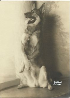 a black and white photo of a dog with its front paws on the wall looking up