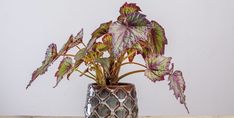 a potted plant sitting on top of a wooden table next to a white wall