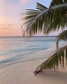 a palm tree on the beach at sunset