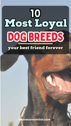 a dog with its mouth open and the words, 10 most loyal dog breeds your best friend forever