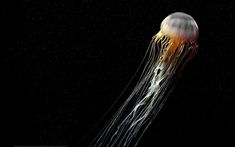 an orange and white jellyfish floating in the dark water with bubbles on it's head