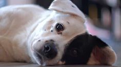 a black and white dog laying on the floor with it's eyes wide open