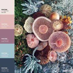 some mushrooms and plants are on the ground with blue, pink, green and yellow colors