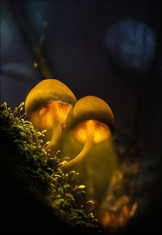 three yellow mushrooms sitting on top of a moss covered forest floor next to a tree branch