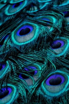 peacock feathers with blue and green colors