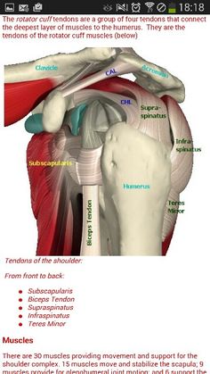 the muscles and their functions are labeled in this screenshoter's guide to help you