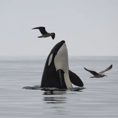 an orca in the water with seagulls flying above it and another bird on the far side