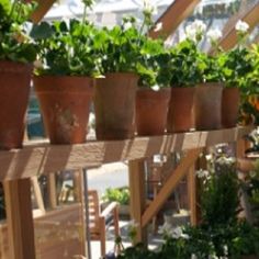 several potted plants are lined up on a shelf