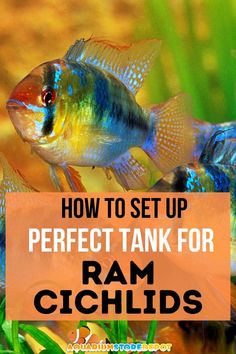 ram cichlid Ram Cichlid Tank, Ram Cichlid, Cichlid Fish, Aquarium Stand, Reef Aquarium, Reef Tank