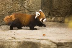 a red panda bear walking on top of a stone floor next to a rock wall