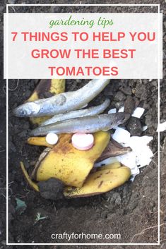 a bunch of bananas that have been placed in the dirt with text overlay reading gardening tips 7 things to help you grow the best tomatoes