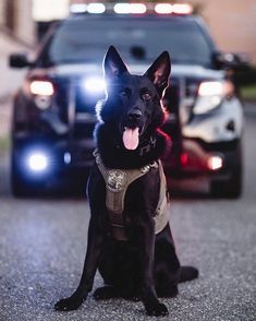 a police dog sitting in front of a car