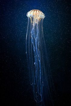 a jellyfish floating in the water at night