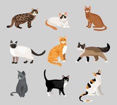 a group of cats sitting and standing together on a gray background royalty - art illustration