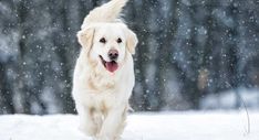 a white dog running through the snow