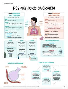 an overview of the anatomy of the body and its functions in this diagram, you can see