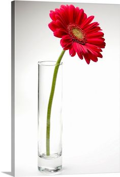 a single red flower in a clear glass vase with water on the bottom and white background