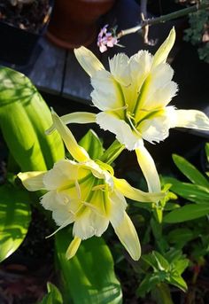 two yellow and white flowers in a potted plant