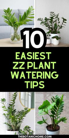 the top 10 easyest zz plant watering tips for houseplants and plants