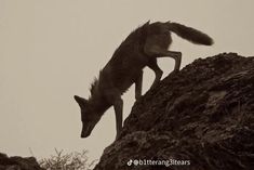 a black and white photo of a fox on top of a rock