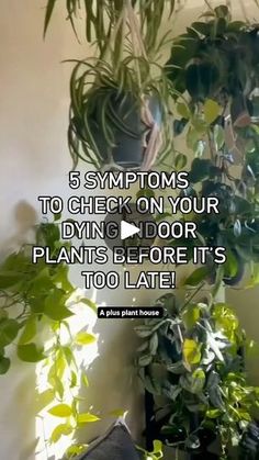 some plants that are hanging on the wall with text overlay saying 5 symptoms to check on your dying door plant's before it's too late