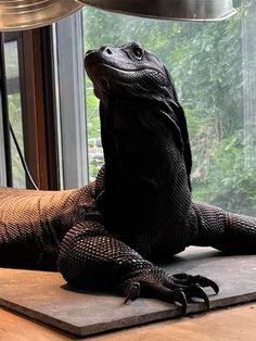 an iguana sitting on top of a wooden table next to a large window