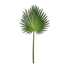 a green palm leaf on a white background