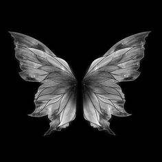 a black and white photo of a butterfly