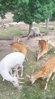 several deer grazing in the grass near trees