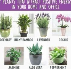 the seven plants that attract positive energy in your home and office