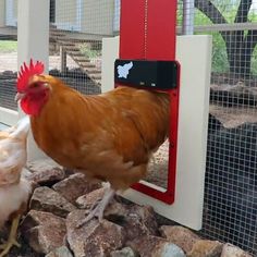 two chickens are standing on rocks in front of a chicken coop and one is looking at the camera