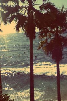 palm trees line the beach as people swim in the ocean