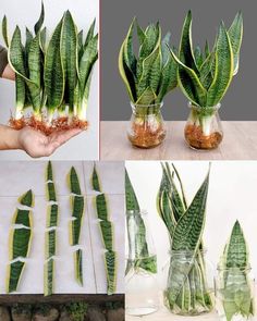 there are several different types of plants in vases and one is being held by someone's hand