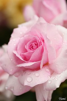 two pink roses with water droplets on them