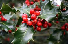 holly with red berries and green leaves