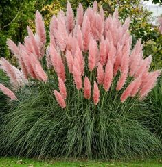 some pink flowers are growing in the grass