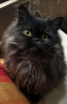 a fluffy black cat sitting on top of a bed