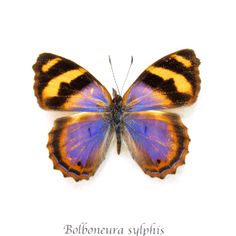 an orange and blue butterfly with black stripes on it's wings, sitting on a white surface