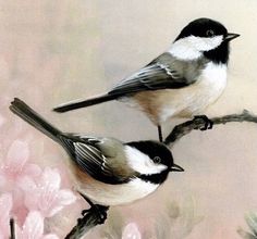 two birds sitting on top of a tree branch next to pink flowers in front of a white background